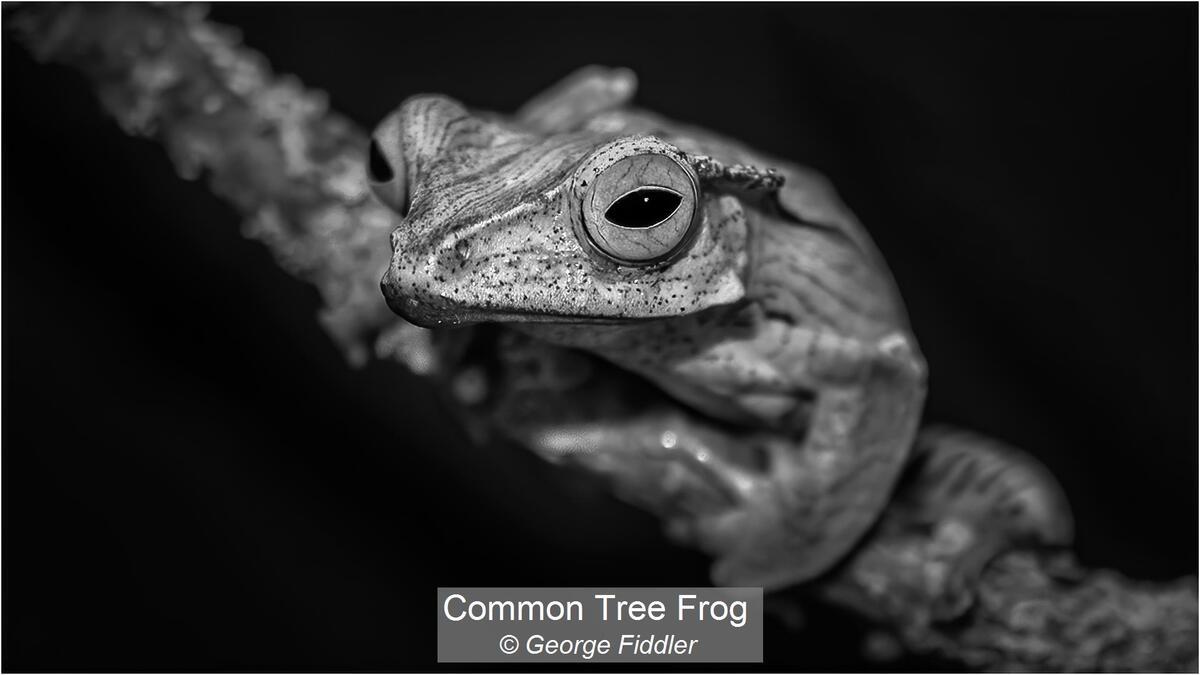 Common Tree Frog